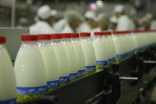 В Пермском крае произвели 471,8 тыс.тонн молока