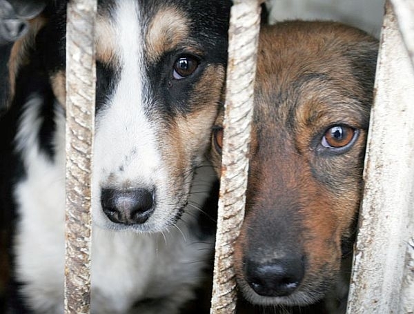Из резервного фонда выделят 1,5 млн рублей на отлов бродячих собак в Перми