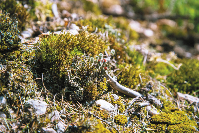 Самый дикий заповедник