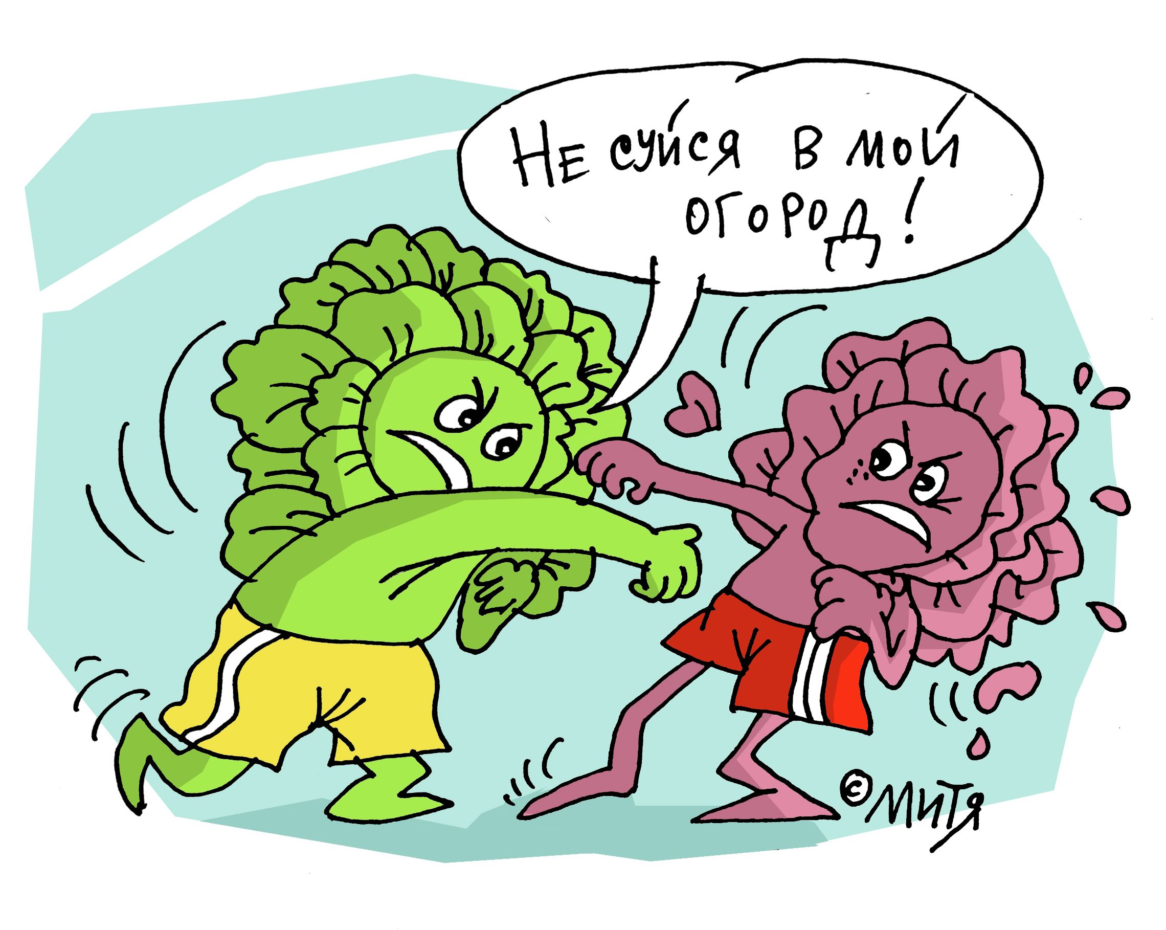 Кировская «Капуста» заявила в Пермское УФАС о нарушении прав на свой товарный знак