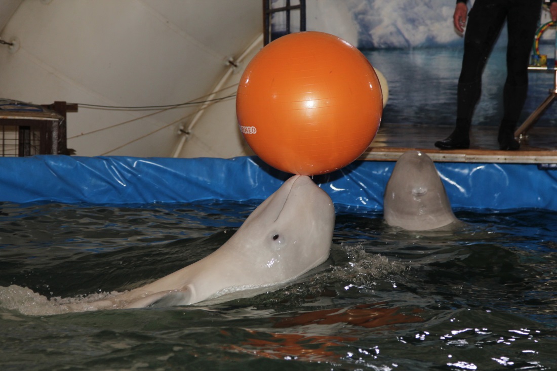 В диких условиях