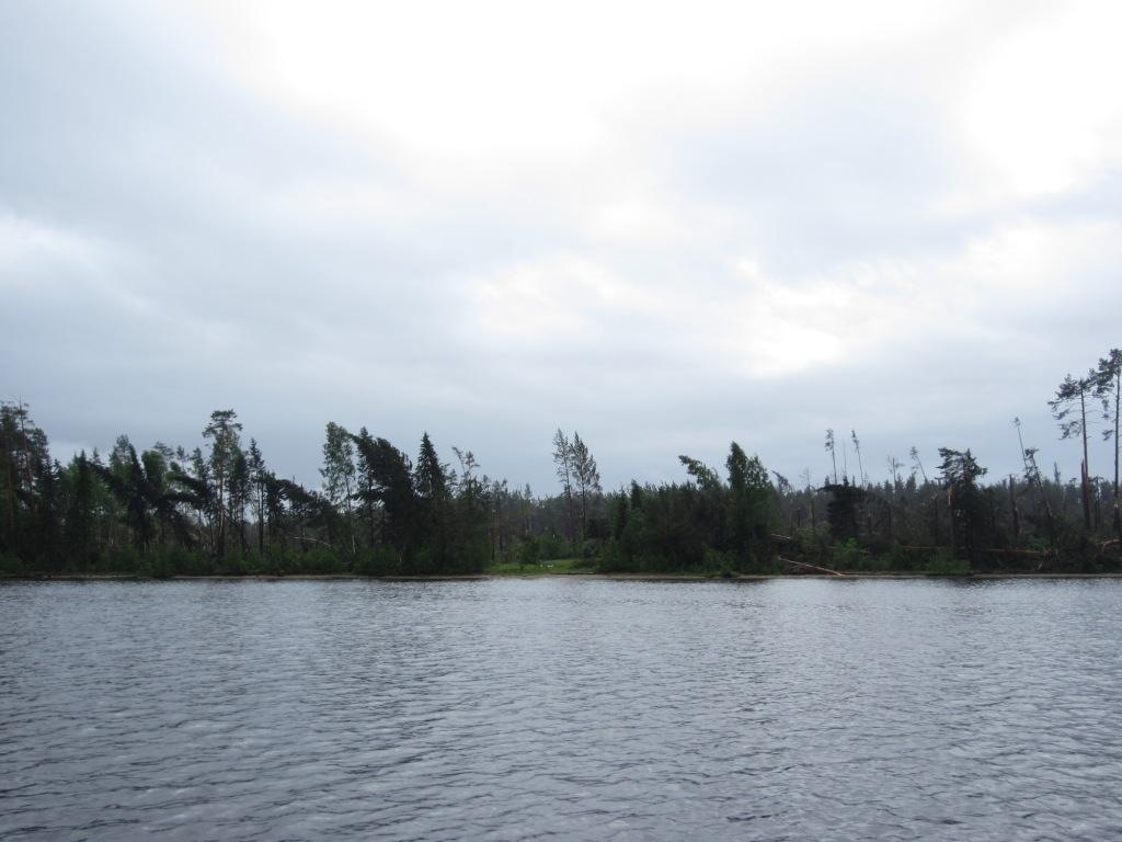 Последствия шквала в Березниках: повалено 350 га леса