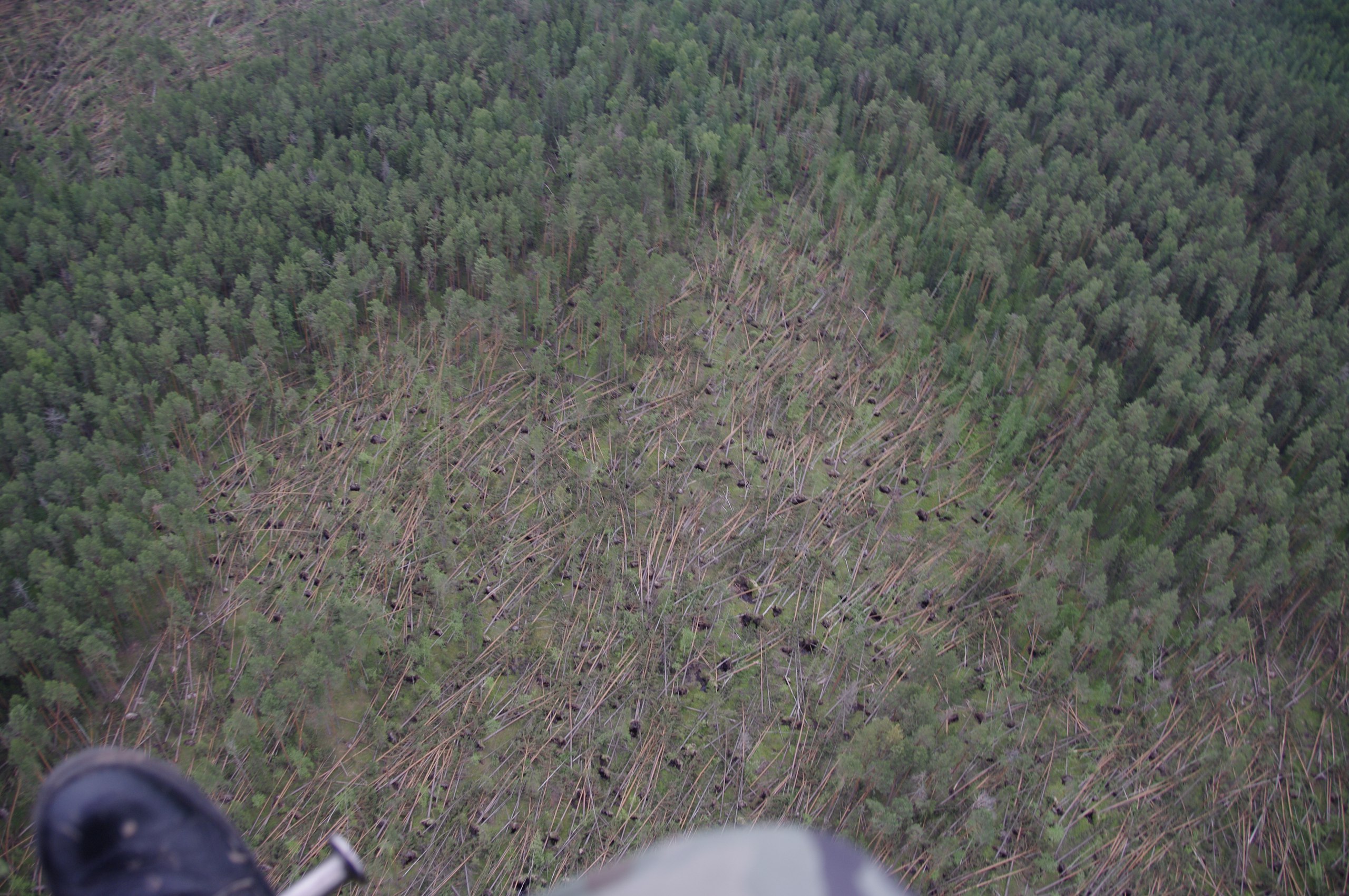 Березниковское лесничество опубликовало фотографии последствий недавнего шквала с воздуха