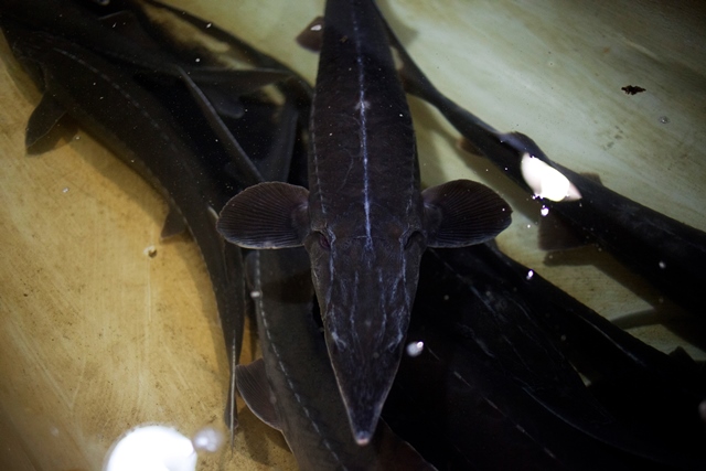 Расти рыбка большая, расти малая