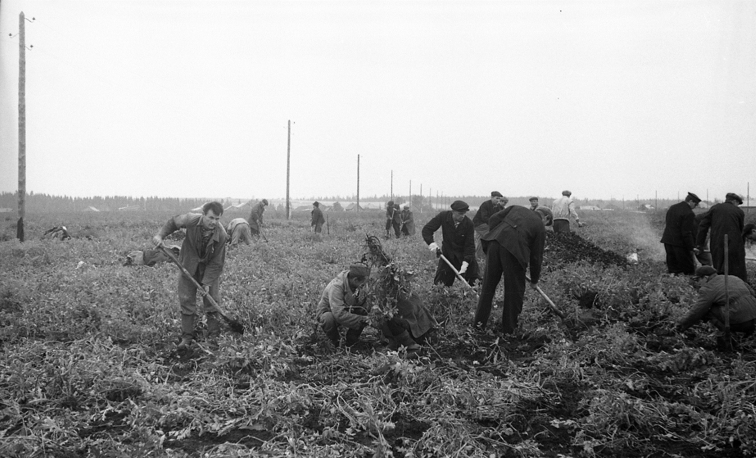 Все на картошку! Business Class вспоминает о советской осенней традиции
