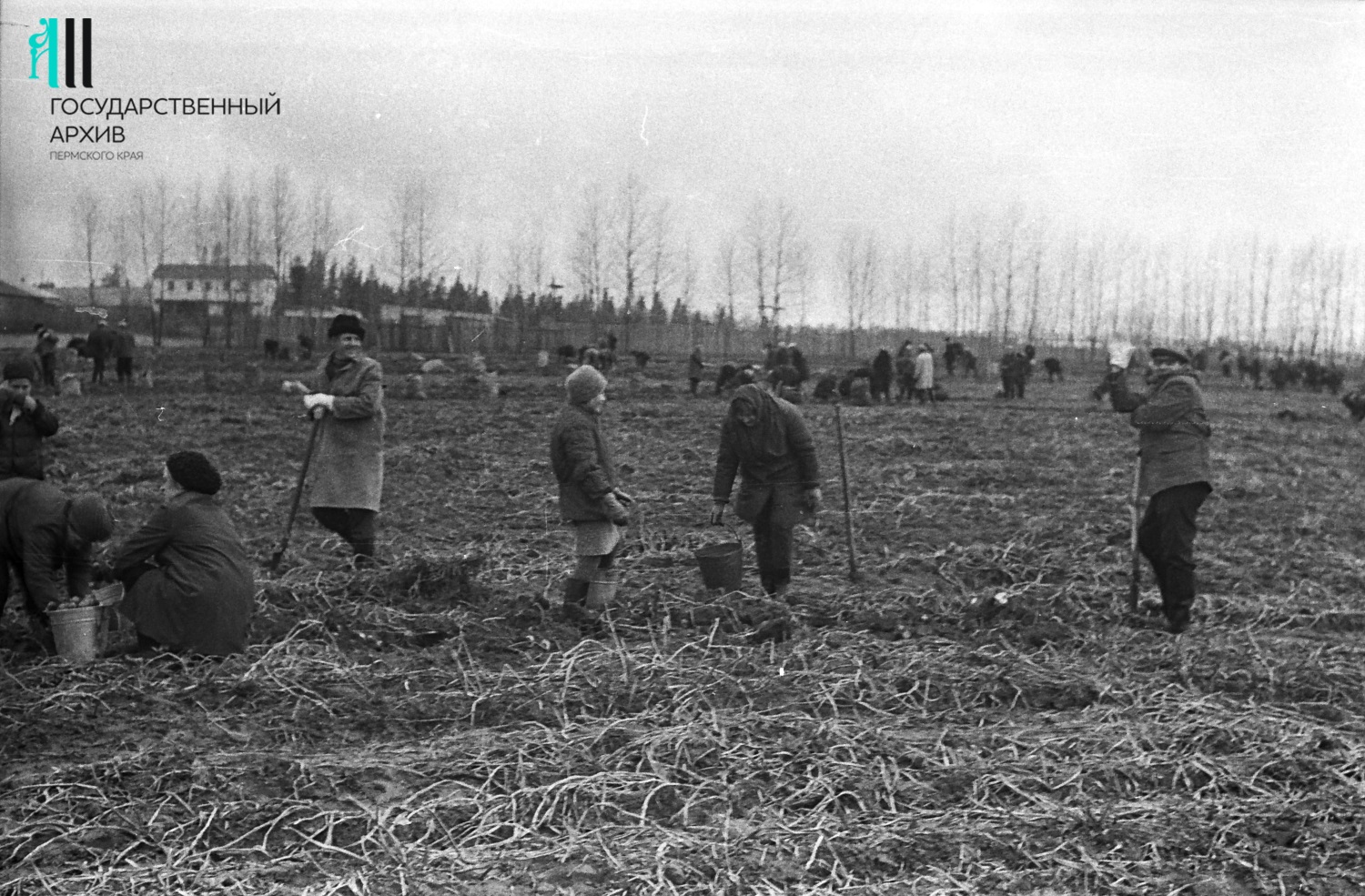 Все на картошку! Business Class вспоминает о советской осенней традиции