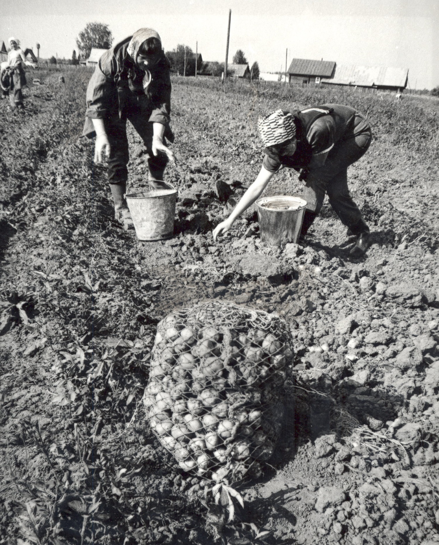 Все на картошку! Business Class вспоминает о советской осенней традиции