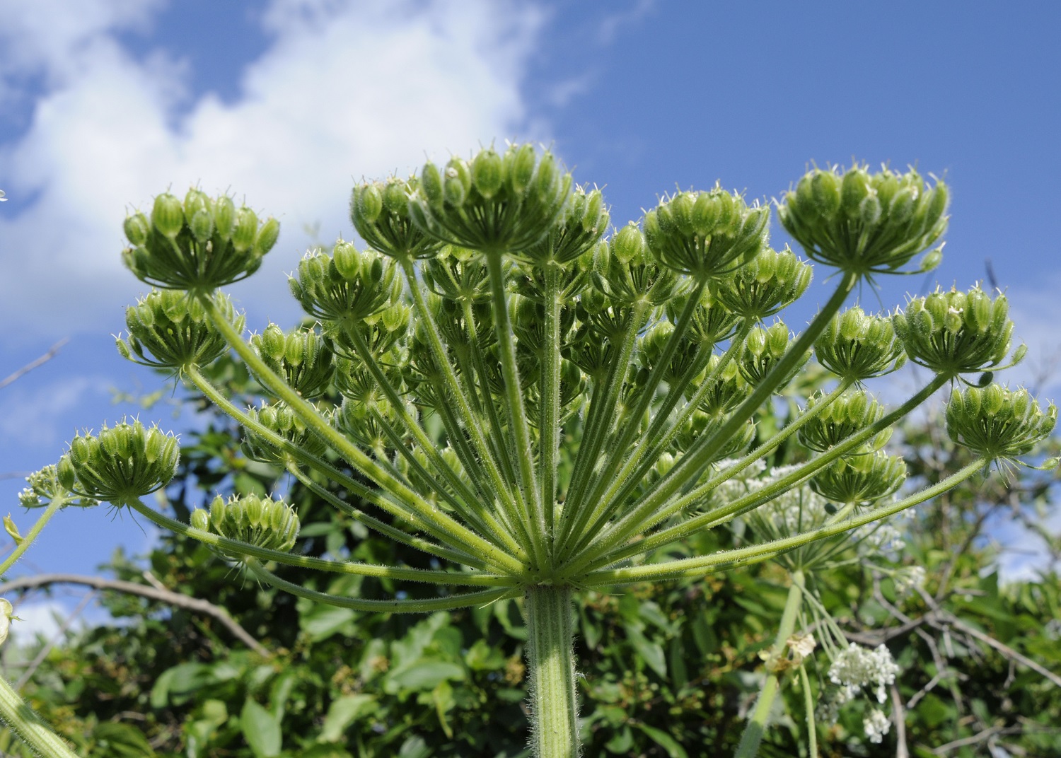 Пермский край вслед за всей Россией переживает «нашествие» борщевика Сосновского