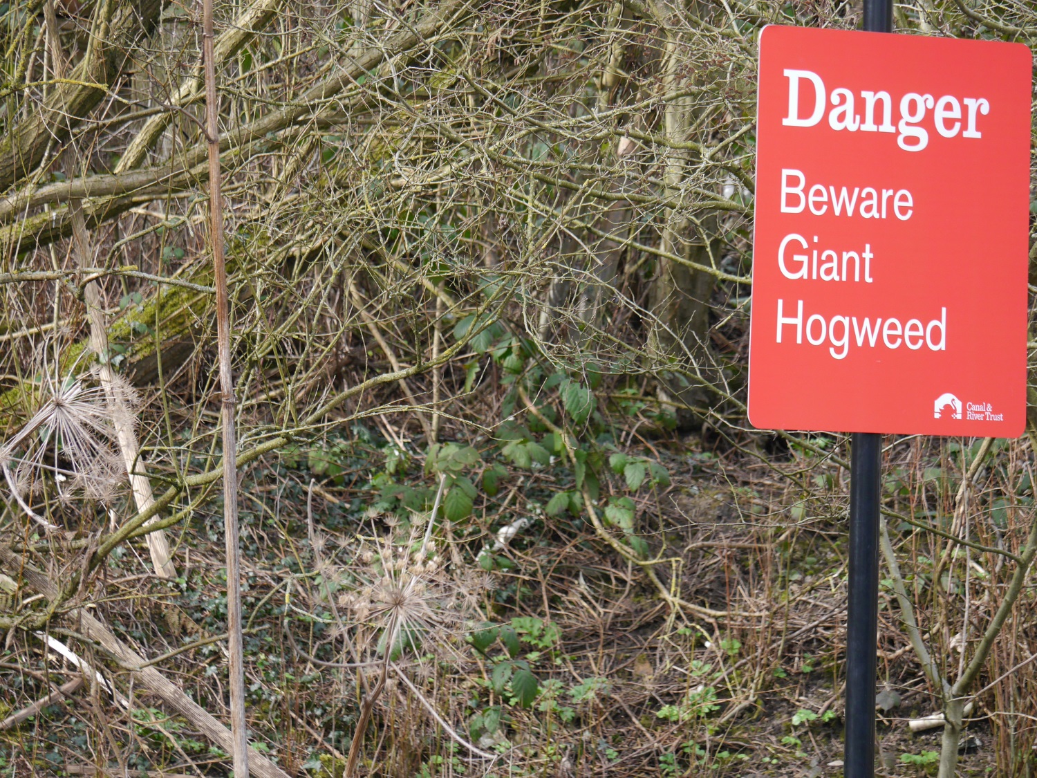 Пермский край вслед за всей Россией переживает «нашествие» борщевика Сосновского