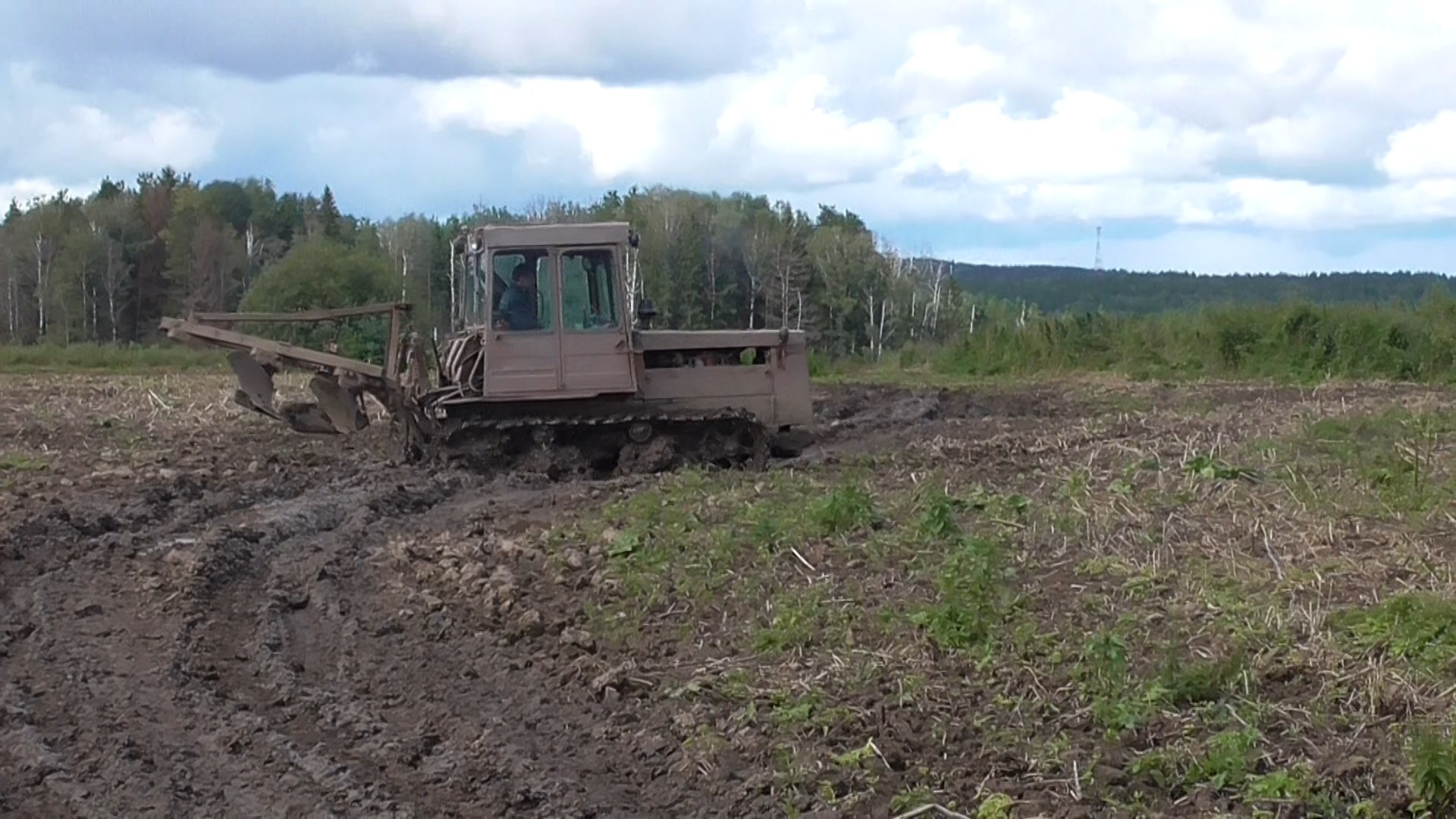 В Прикамье было уничтожено поле дикорастущей конопли