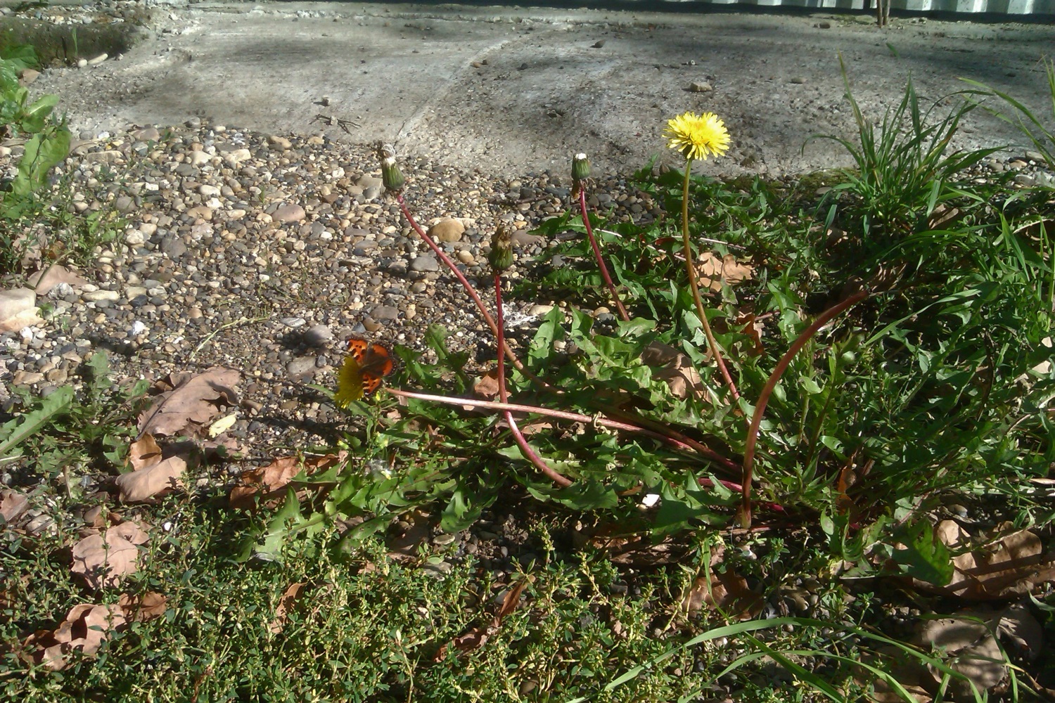 Осенняя провокация