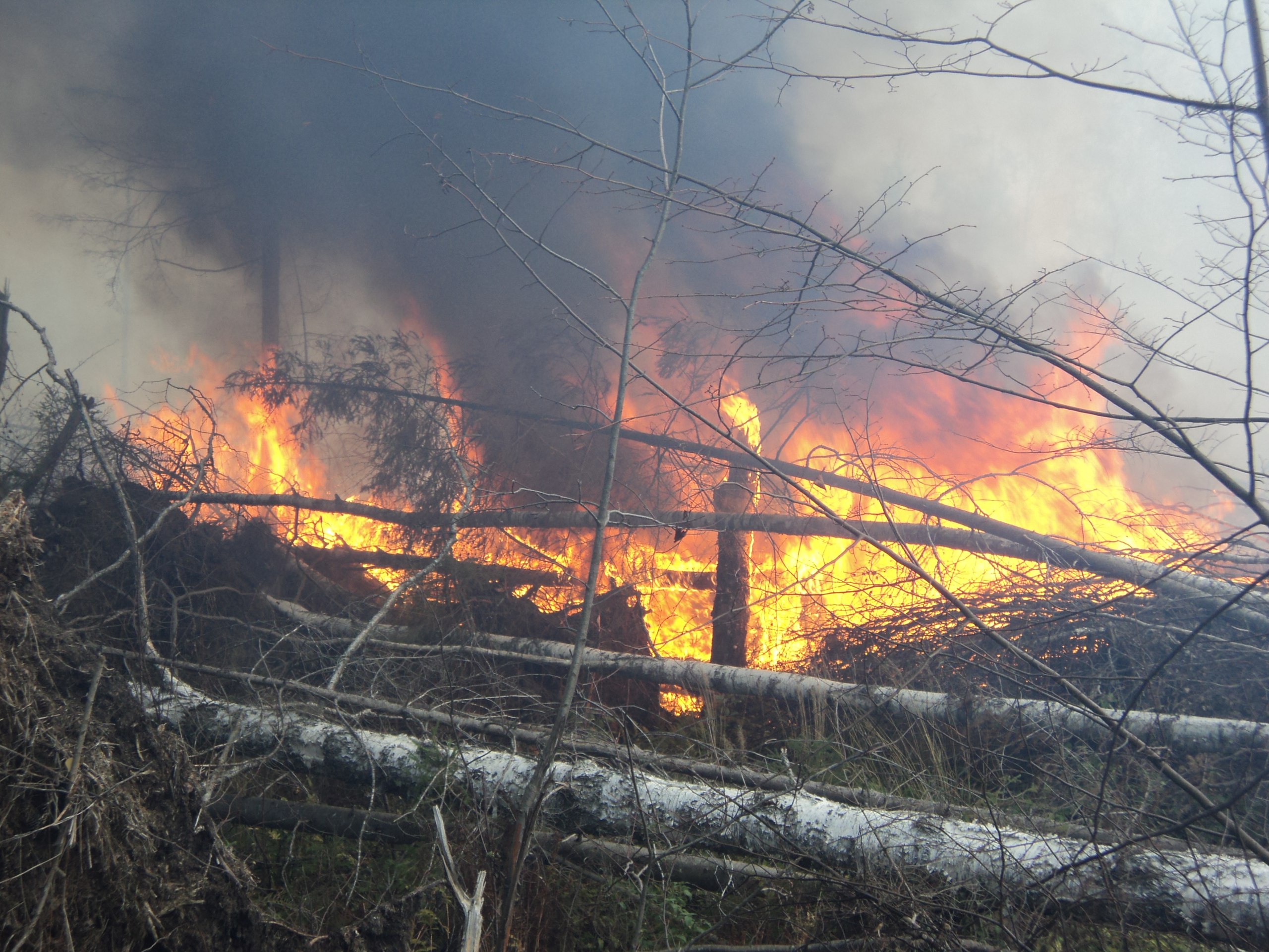 ​В Чайковском районе локализован пожар, охвативший 2,7 га леса