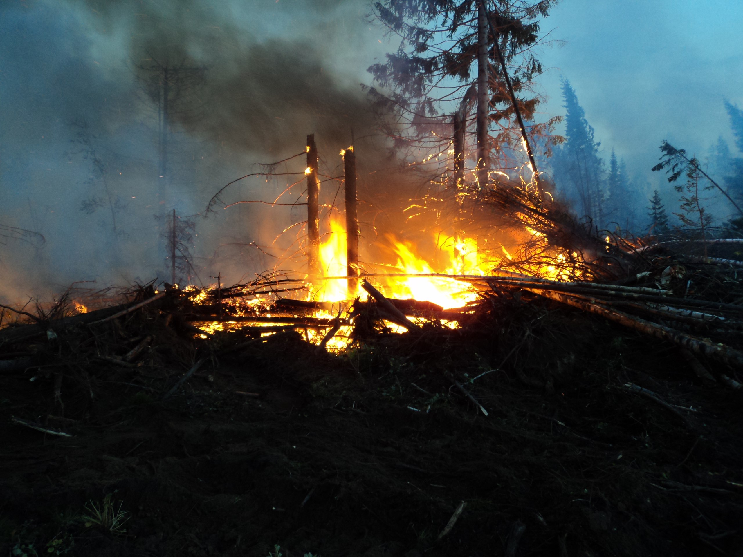 ​В Чайковском районе локализован пожар, охвативший 2,7 га леса