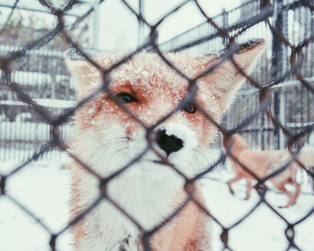 Больше снега! Зимний октябрь в фотографиях пермяков​