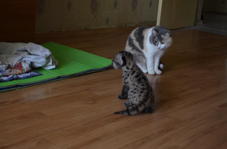 Сотрудники пермского зоопарка спасли от гибели детеныша пумы