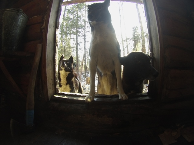 Глоток жизни. Рассказ об удивительном опыте путешествий по зимней Амурской тайге с местными охотниками-промысловикам