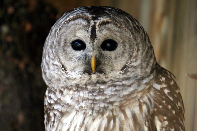 Хвостатые и пернатые. 4 истории спасения животных пермяками