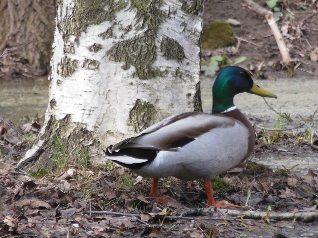 Хвостатые и пернатые. 4 истории спасения животных пермяками
