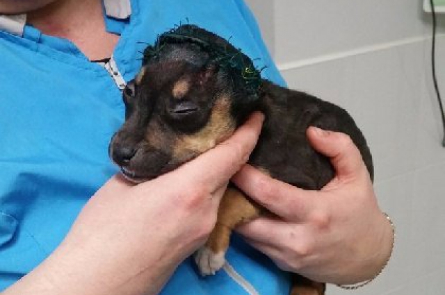 Хвостатые и пернатые. 4 истории спасения животных пермяками