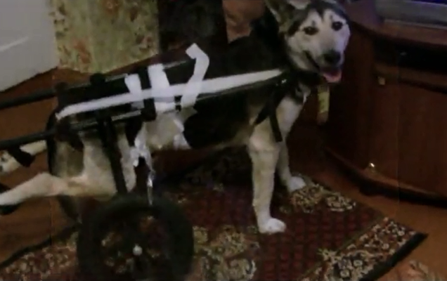 Хвостатые и пернатые. 4 истории спасения животных пермяками