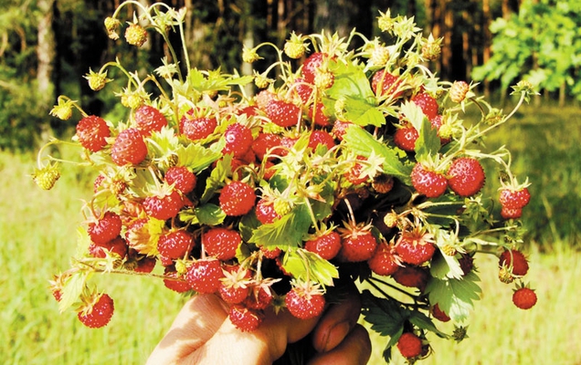 Монастир хижинам