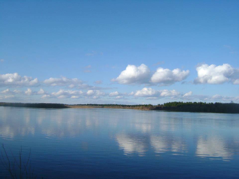 Чудь белоглазая