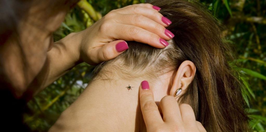 Выжившие. В Прикамье почти в 30 раз выросла активность клещей