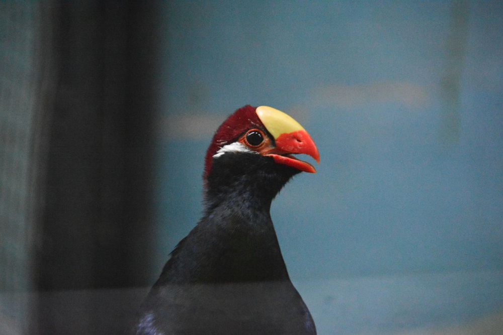 Зуб мамонта, книжные сокровища и гигантский краб. Чем удивит пермяков «Ночь музеев-2016»?