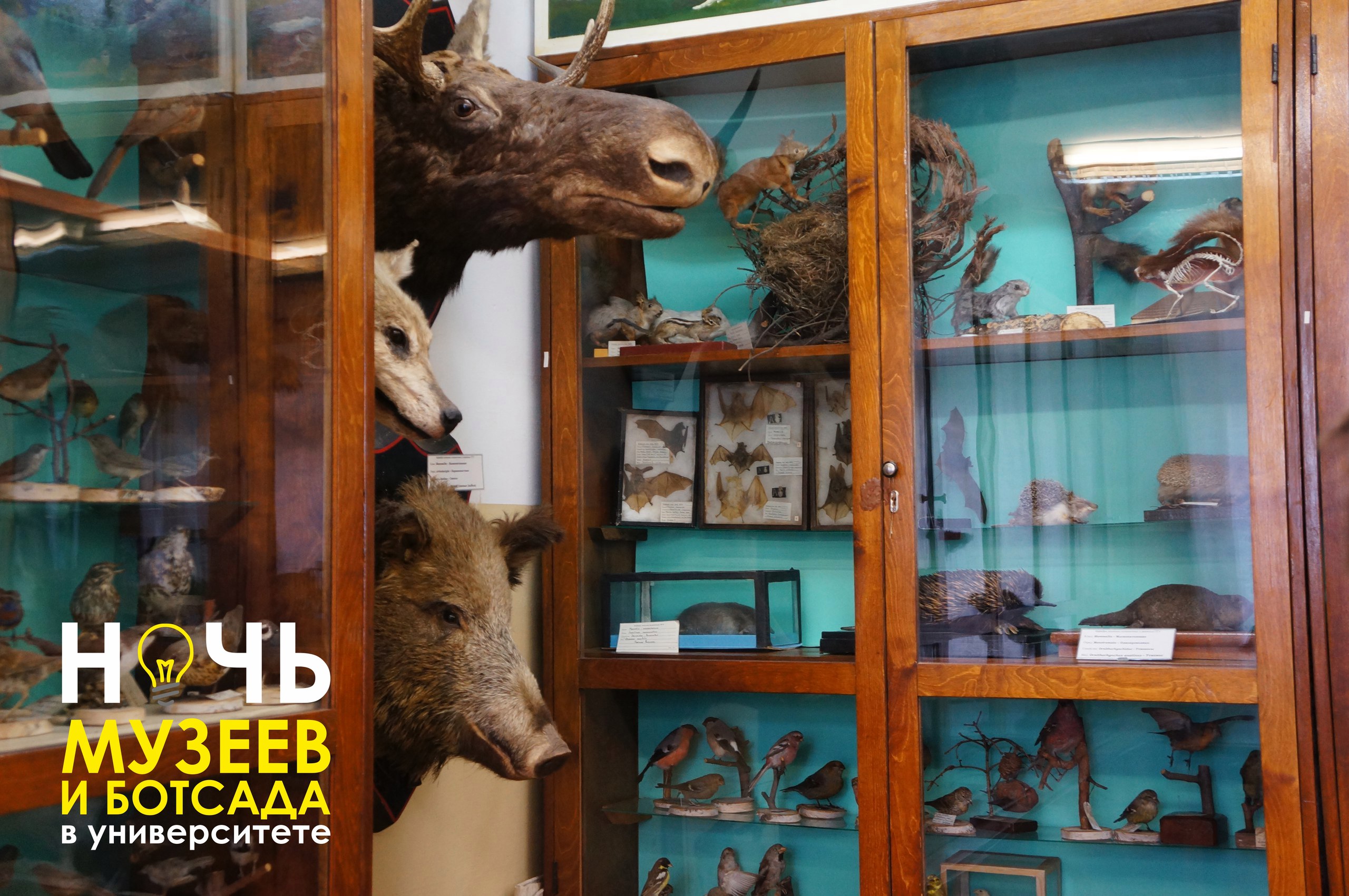 Зуб мамонта, книжные сокровища и гигантский краб. Чем удивит пермяков «Ночь музеев-2016»?