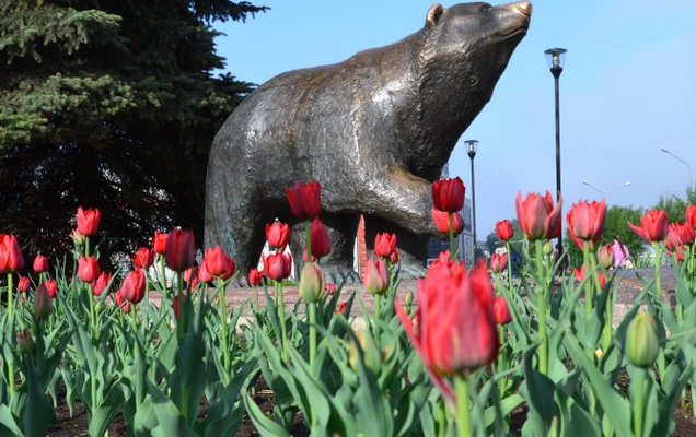 Навстречу лету: завершается оформление самого большого цветника Перми