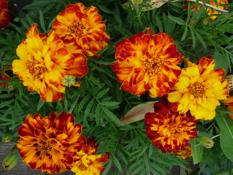 Навстречу лету: завершается оформление самого большого цветника Перми