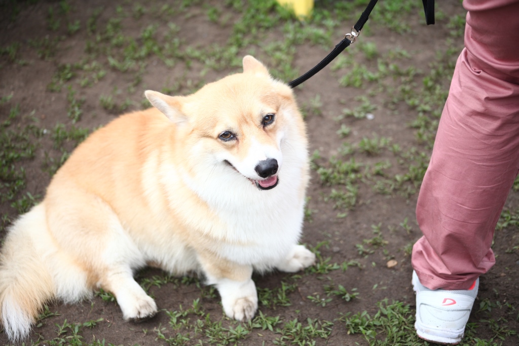 В Перми 220 бродячих собак приютили горожане