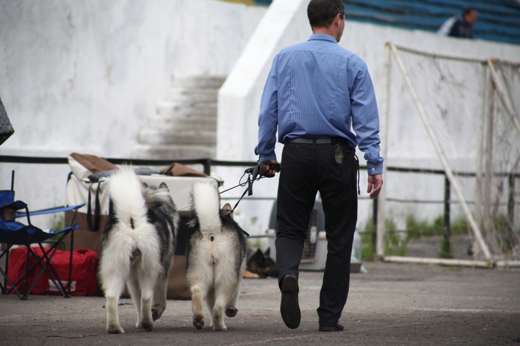 В Перми 220 бродячих собак приютили горожане