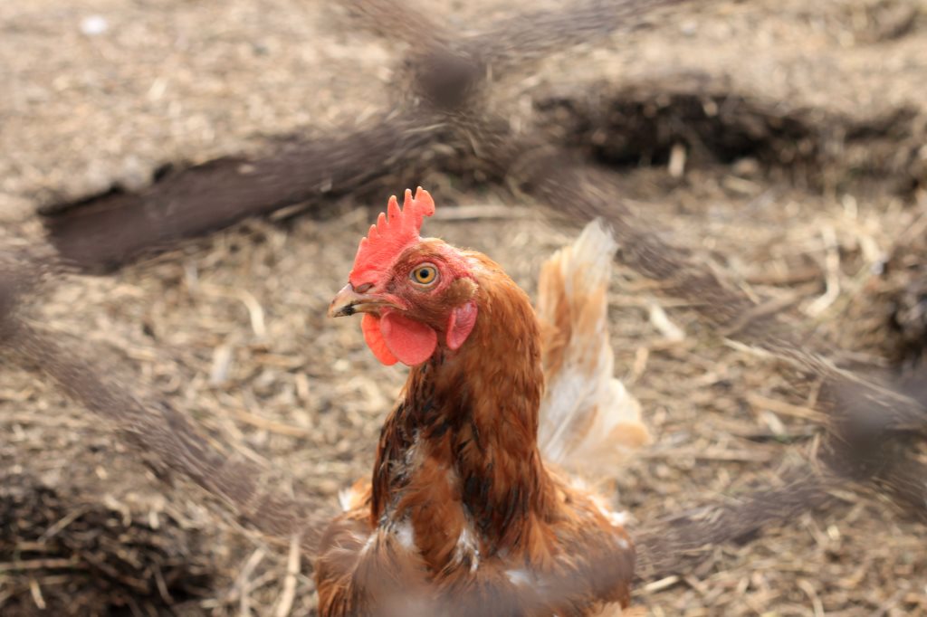 Храм, который построил Дягилев