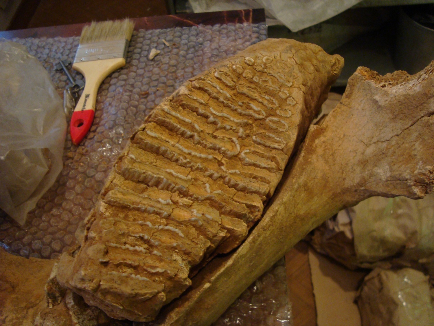 До слоновых костей. В Оханском районе продолжается извлечение скелета предка мамонта