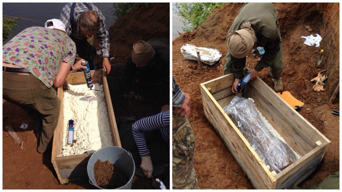 На месте раскопок трогонтериевого слона, возможно, найден еще один скелет