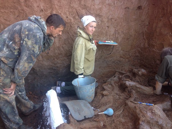 На месте раскопок трогонтериевого слона, возможно, найден еще один скелет