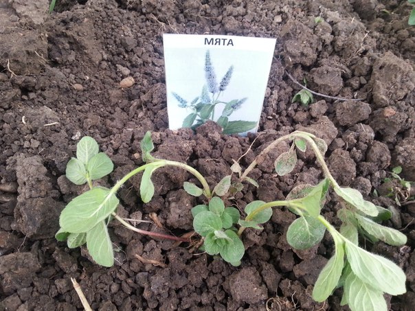 Некогда помирать, или Проект «Природотерапия»