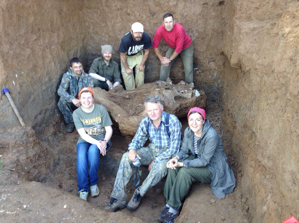 Бивнем по голове