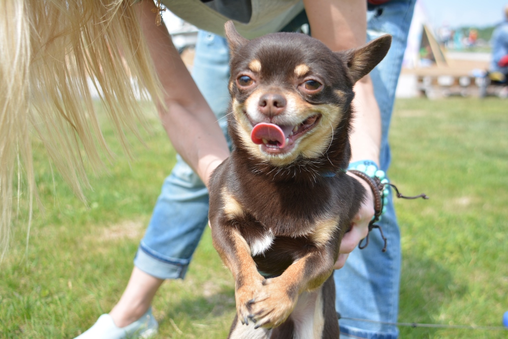 Пермяки встанут на защиту прав кошек и собак на Animal Rights Weekend