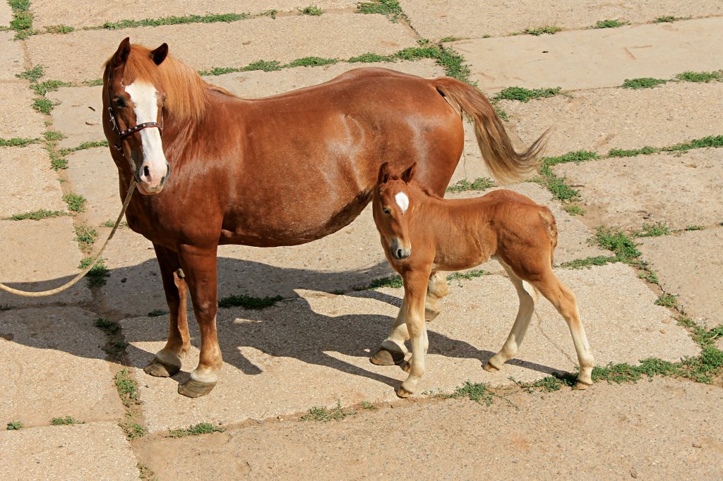 Главные по ложкам