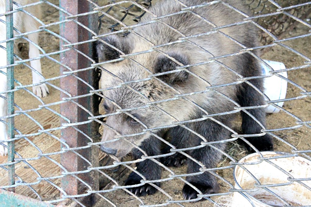 Главные по ложкам