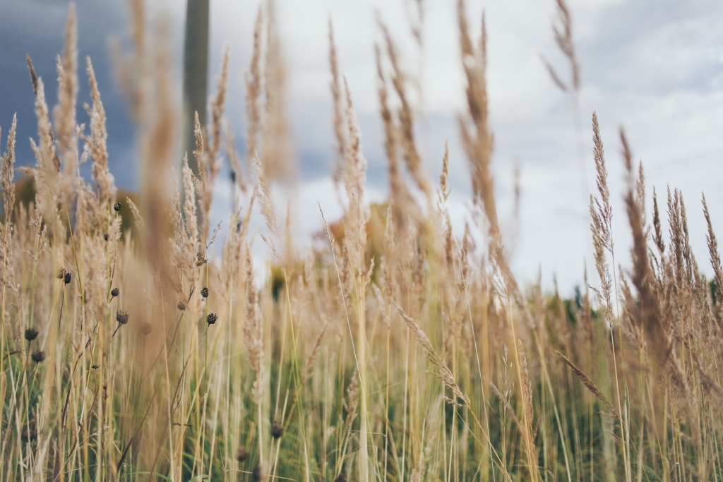 Мои черничные выходные. Business Class предлагает 12 способов развлечься в этот уикенд