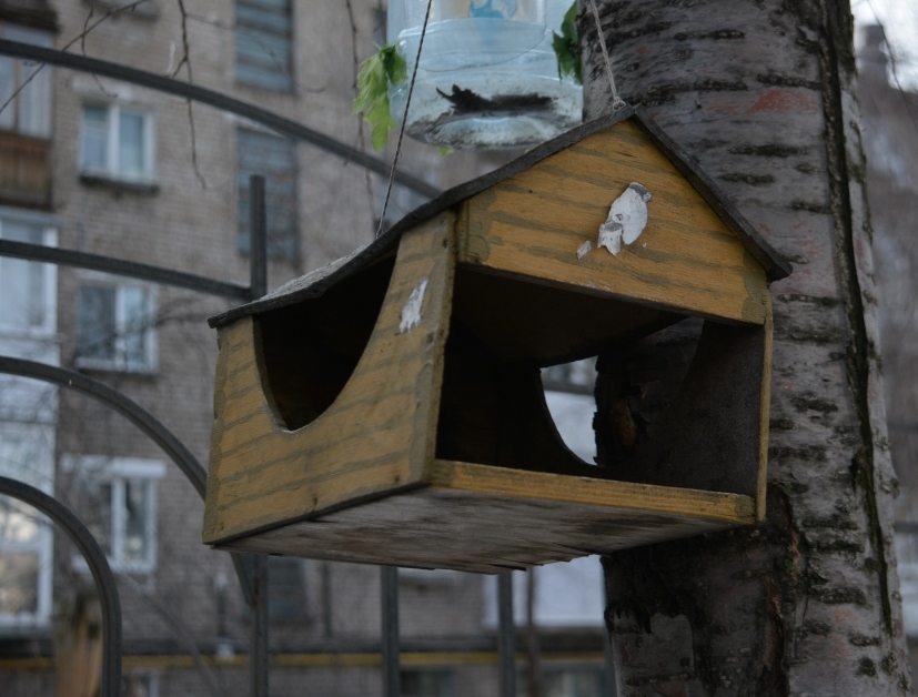 Из-за жары Пермь покинули птицы