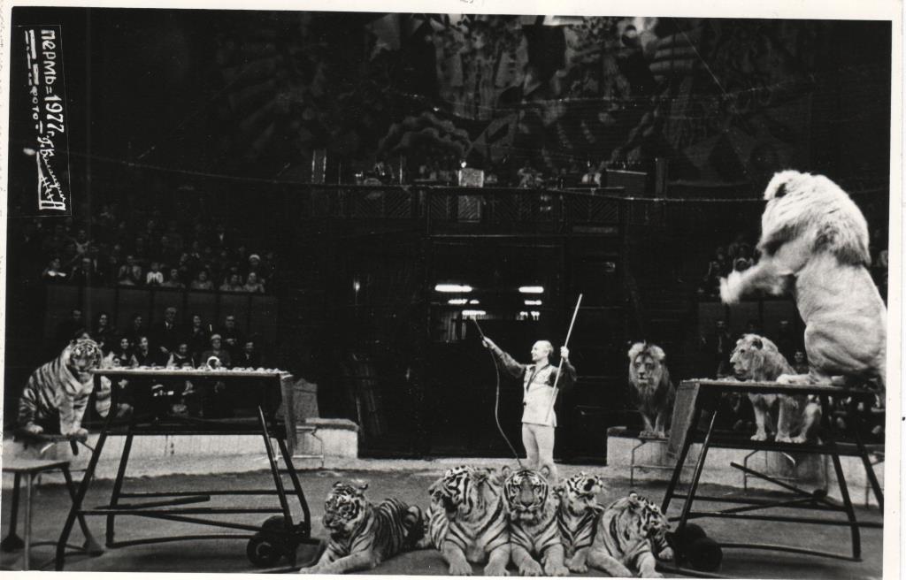 Весь мир – цирк. Рассказываем о тайнах пермского манежа 