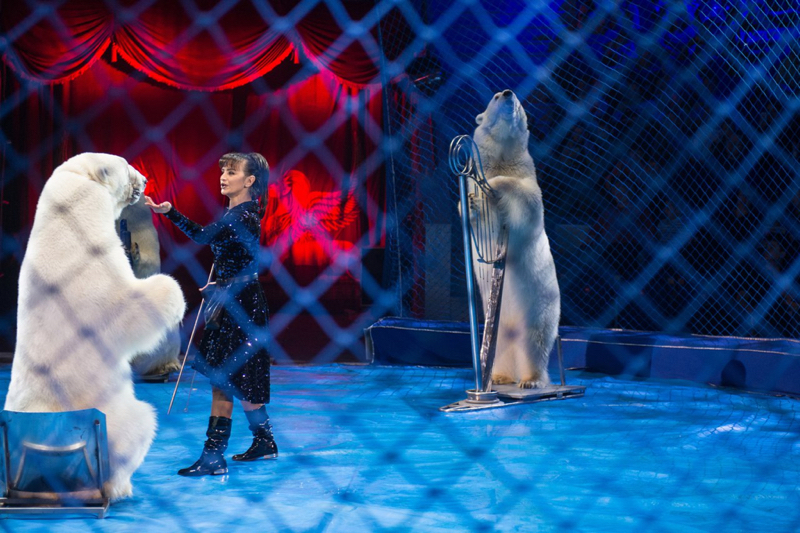Весь мир – цирк. Рассказываем о тайнах пермского манежа 