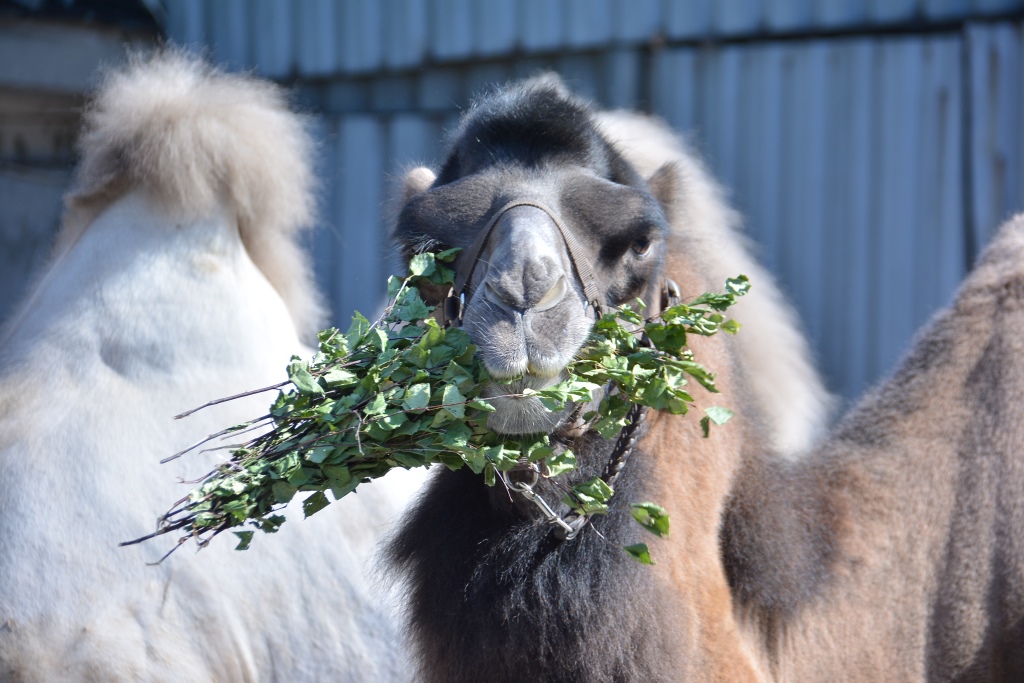Весь мир – цирк. Рассказываем о тайнах пермского манежа 