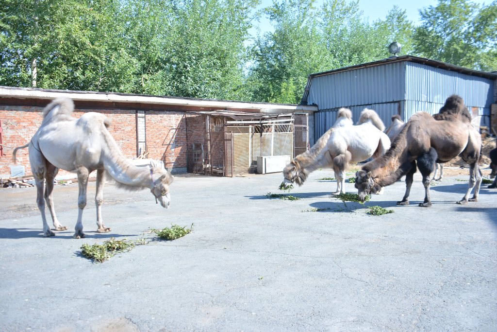 Весь мир – цирк. Рассказываем о тайнах пермского манежа 