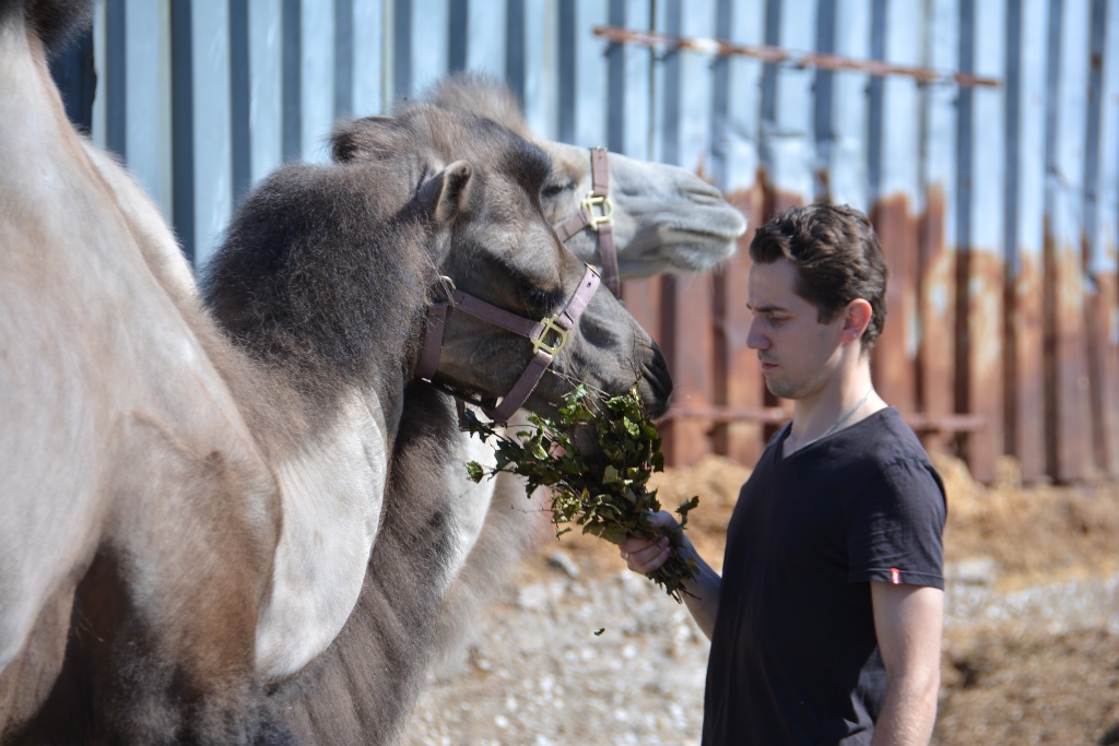Весь мир – цирк. Рассказываем о тайнах пермского манежа 