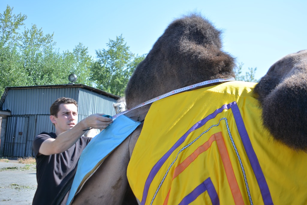 Весь мир – цирк. Рассказываем о тайнах пермского манежа 